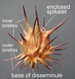  Cenchrus longispinus.  Spikelets surrounded by a spiny cupule form the disseminule. Labeled. Photo courtesy of USDA-APHIS-PPQ.
